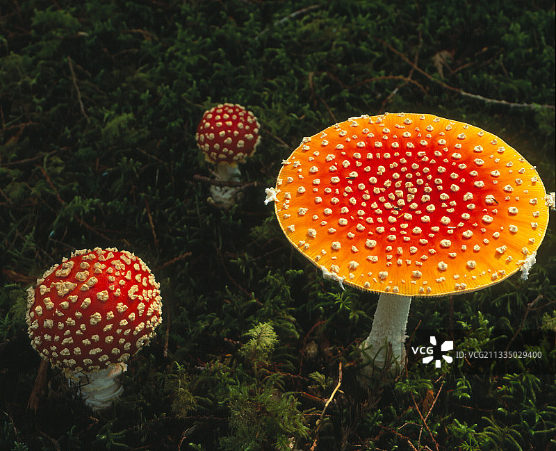 毒蝇伞蘑菇图片素材