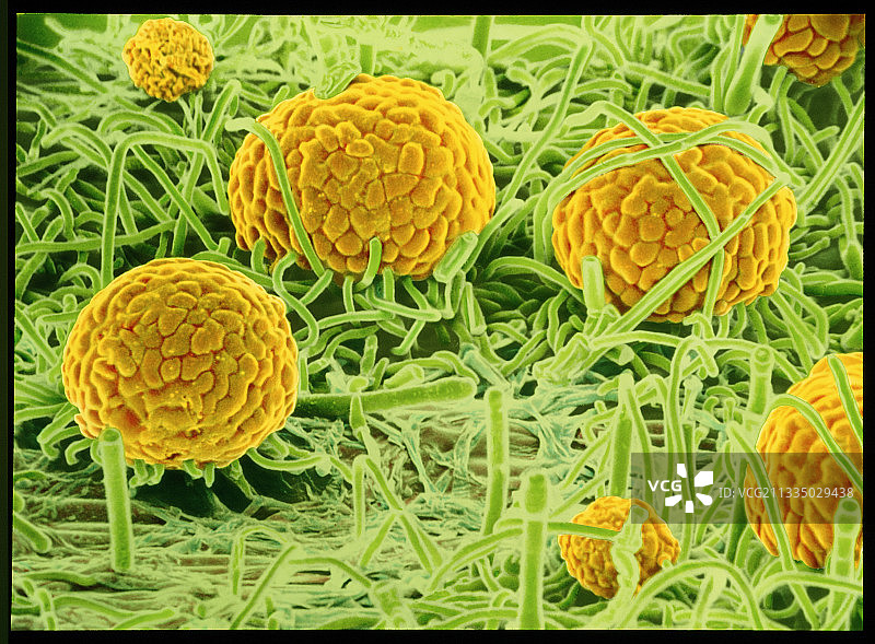 荨麻上的白粉病图片素材