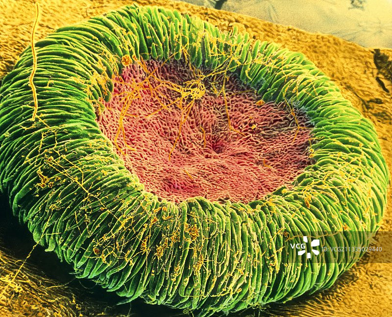 丝绸纽扣 SEM 彩色图片素材