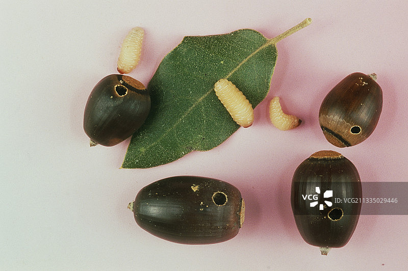 幼虫和橡树果图片素材