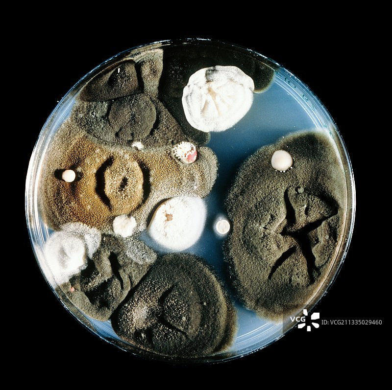 谷物真菌培养皿图片素材