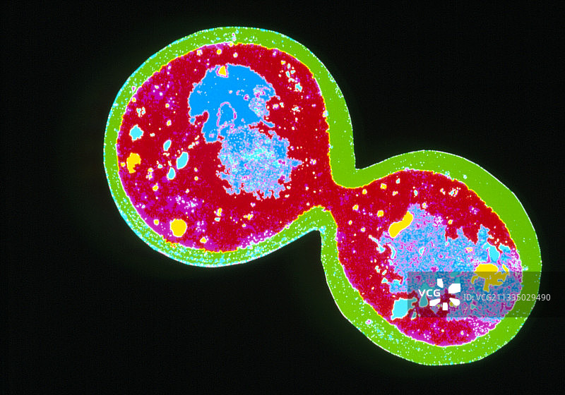 酵母菌，酿酒酵母，出芽图片素材