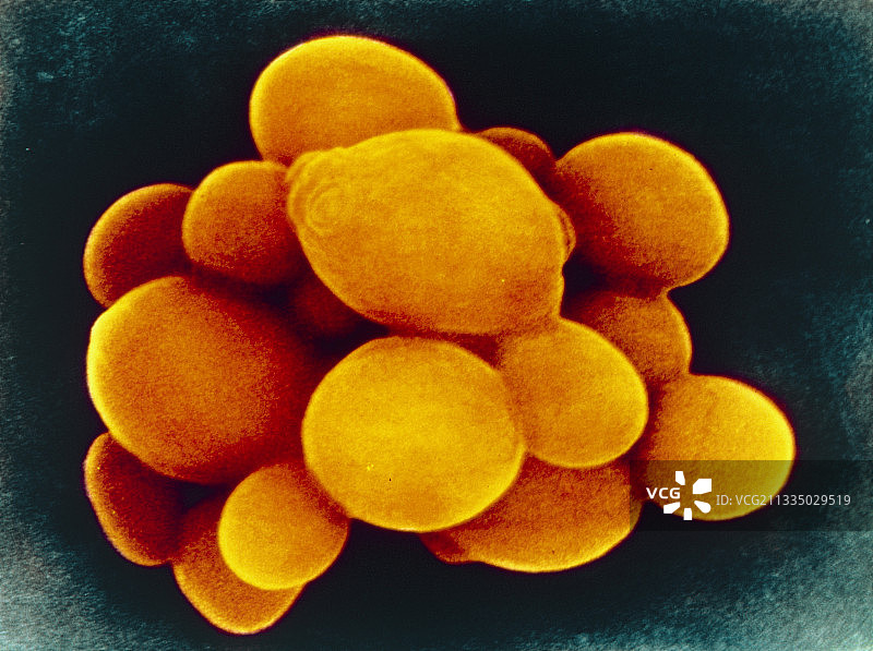 白色念珠菌酵母图片素材