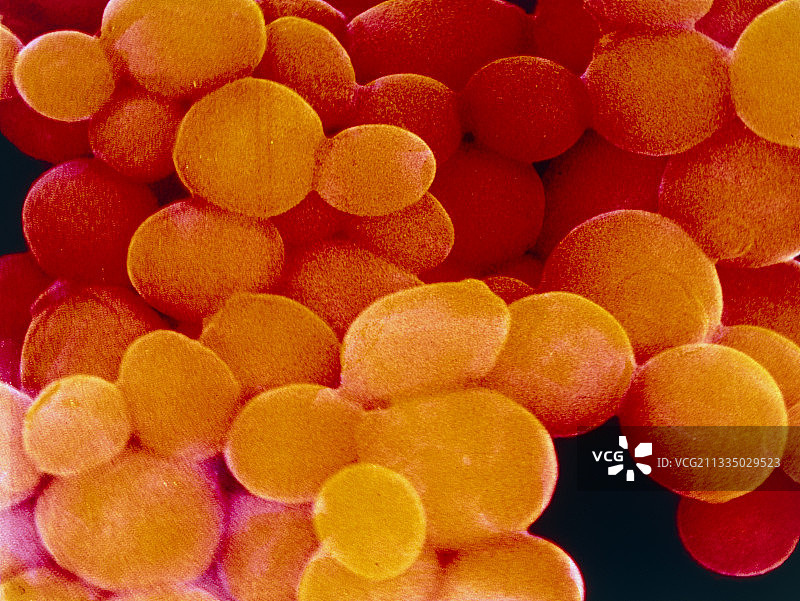 白色念珠菌酵母图片素材