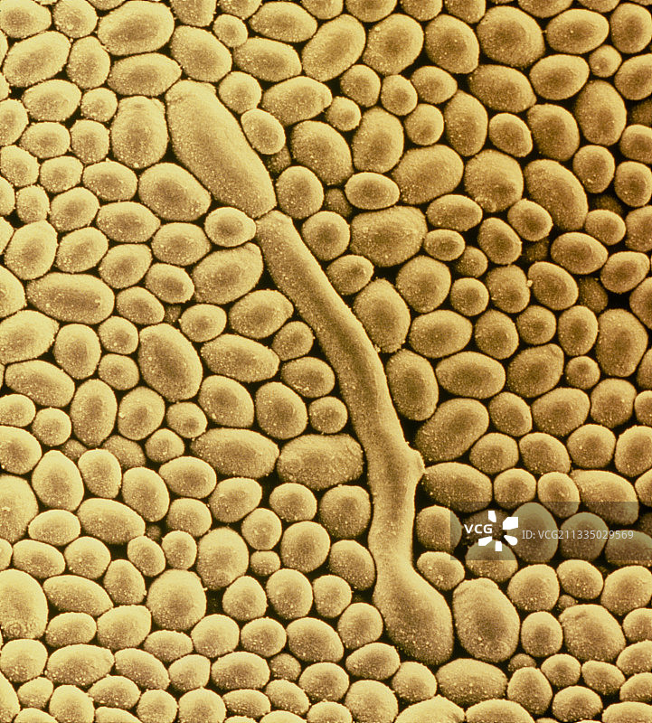 真菌白色念珠菌的酵母细胞图片素材