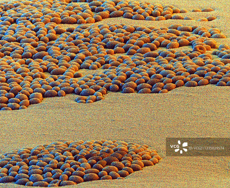 念珠菌图片素材