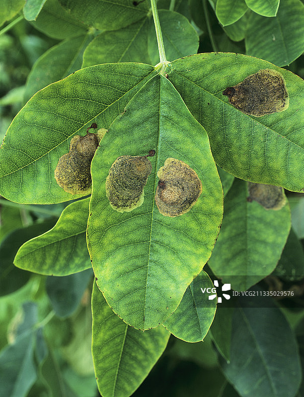 金链花叶子上的污迹图片素材