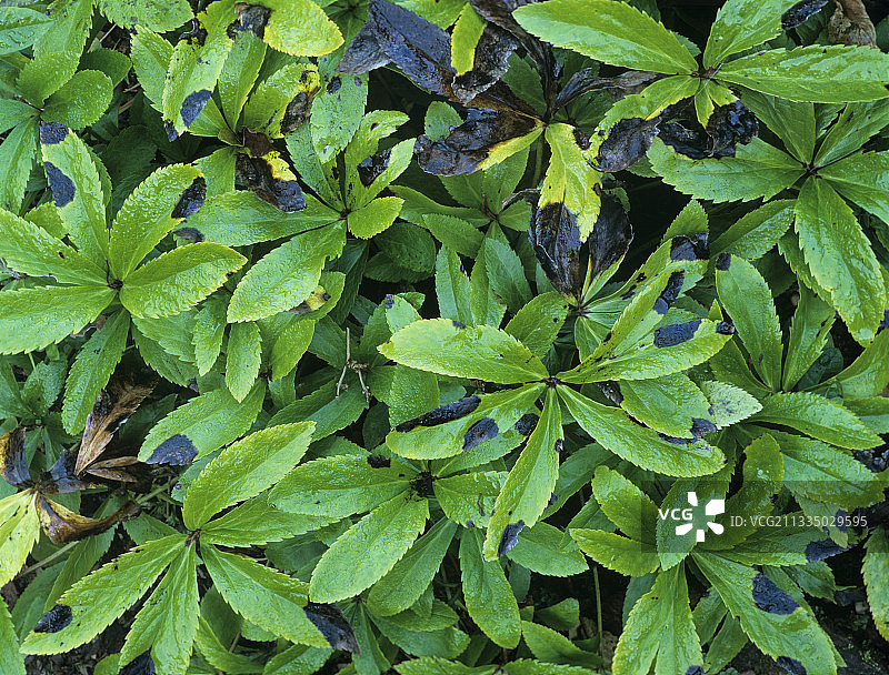 嚏根草叶斑病图片素材