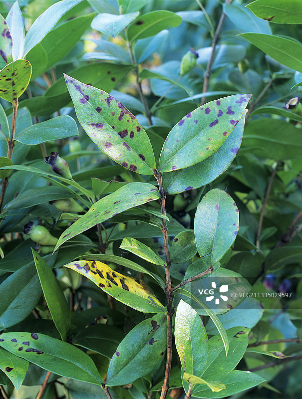 香桃木叶斑病图片素材