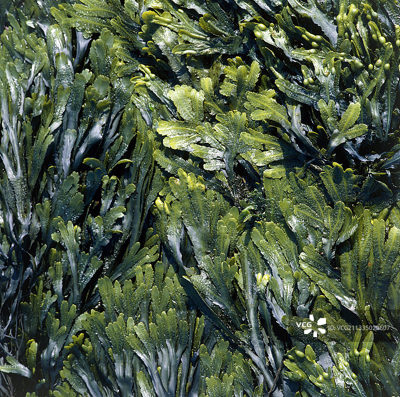 锯齿状墨角藻图片素材