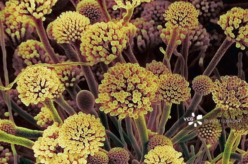 曲霉菌图片素材