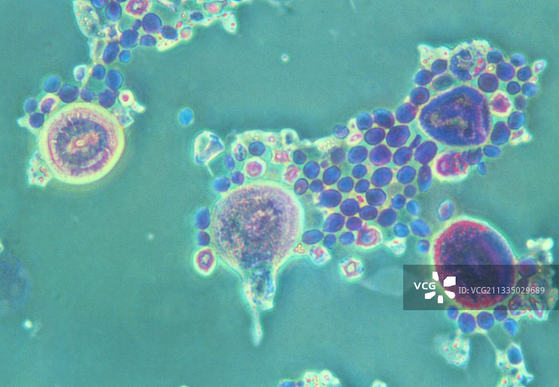 酵母细胞图片素材