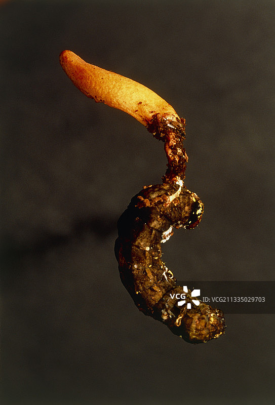 寄生真菌图片素材