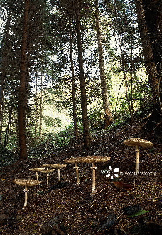 鳞柄伞菌菇图片素材