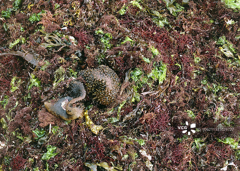 低潮时的海藻图片素材