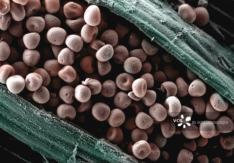 真菌孢子扫描电镜图图片素材