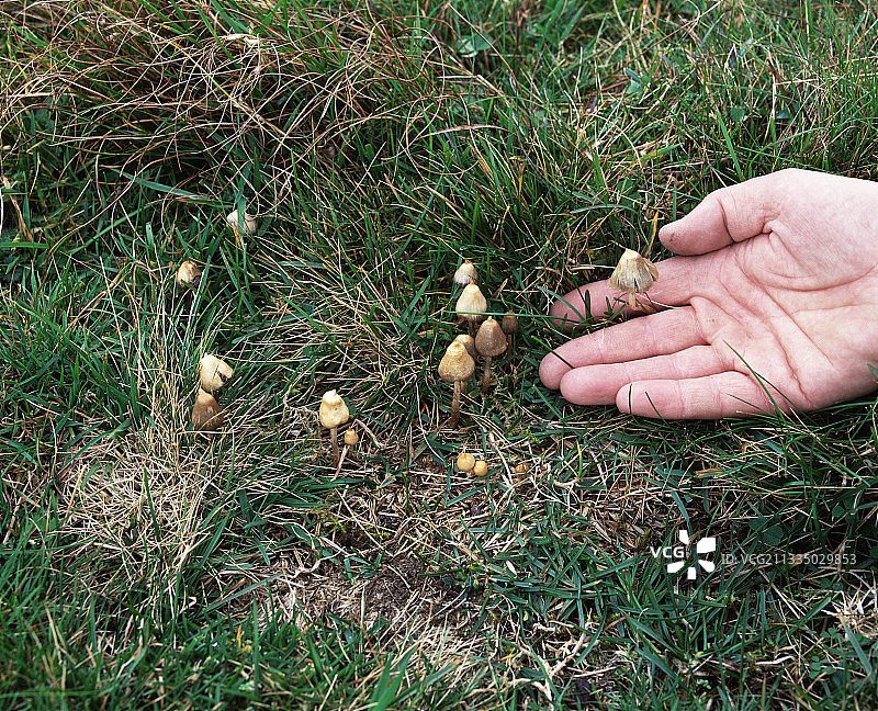 神奇蘑菇图片素材