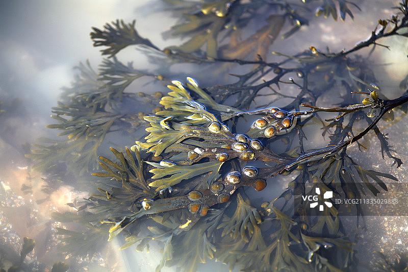 墨角藻（Fucus vesiculosus）图片素材