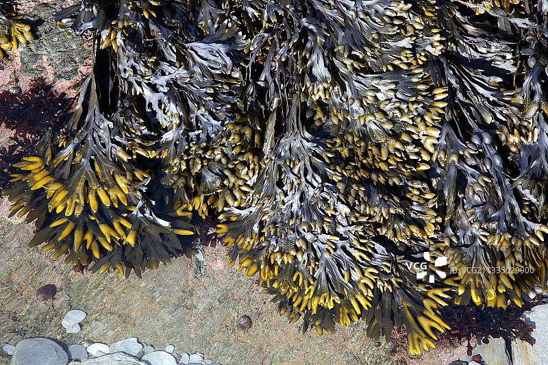 墨角藻（Fucus vesiculosus）图片素材