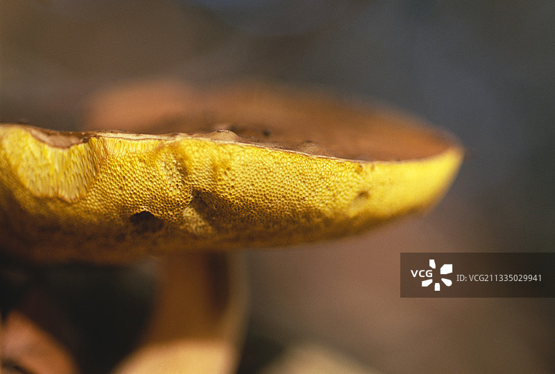 野生蘑菇图片素材