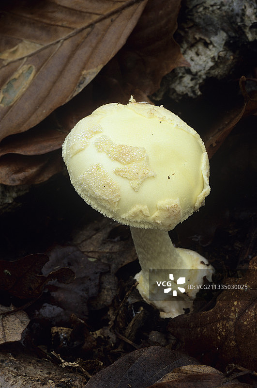 假死亡帽蘑菇图片素材