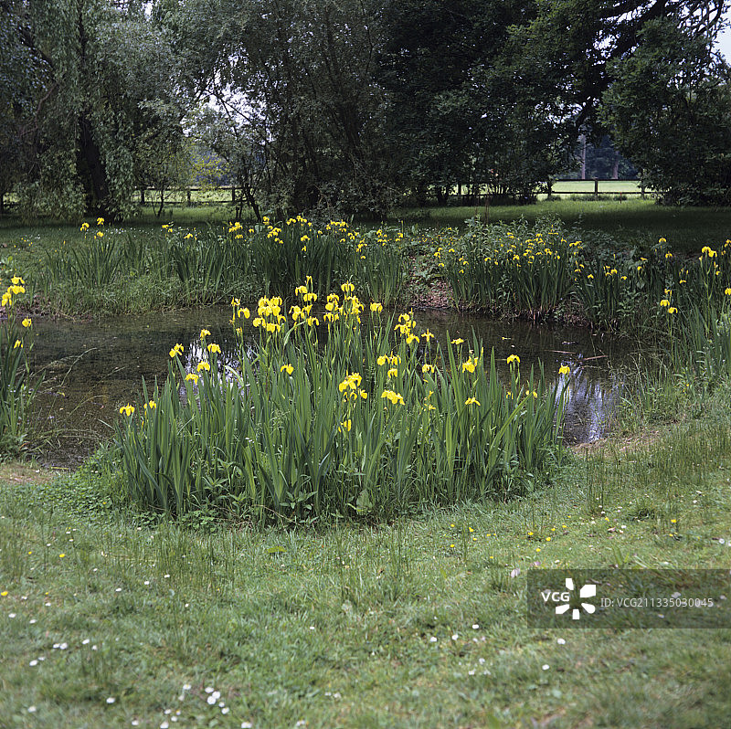 池塘边生长的黄色旗菖蒲图片素材