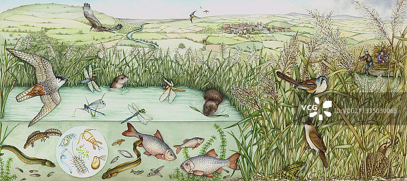 英国芦苇床野生动物图片素材