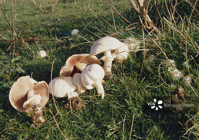 田野蘑菇图片素材