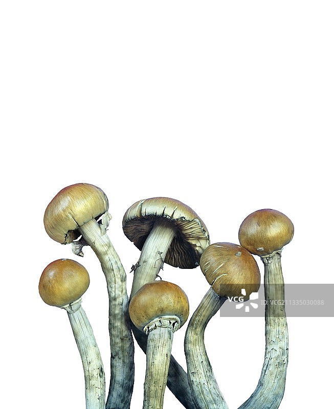 神奇蘑菇图片素材