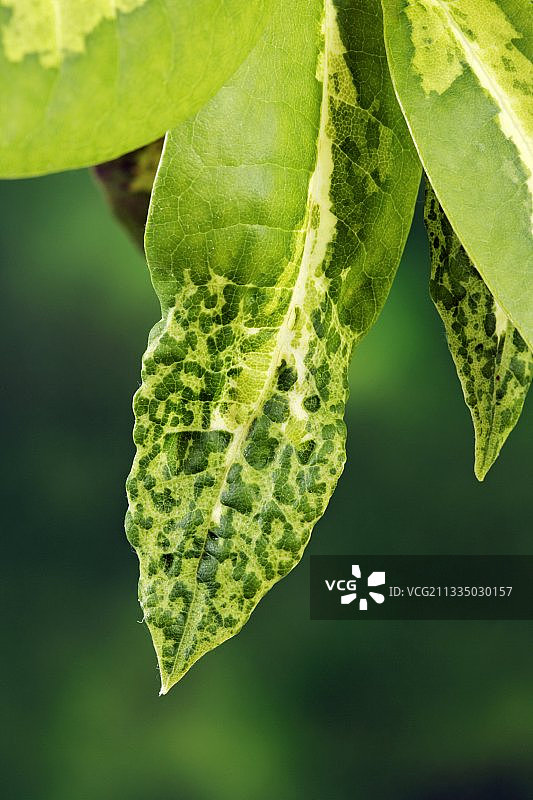 叶子上的虫害图片素材