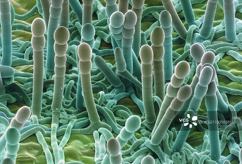 叶子上的白粉病图片素材