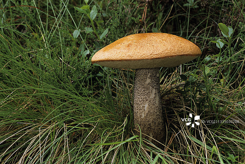 橙色桦树牛肝菌图片素材