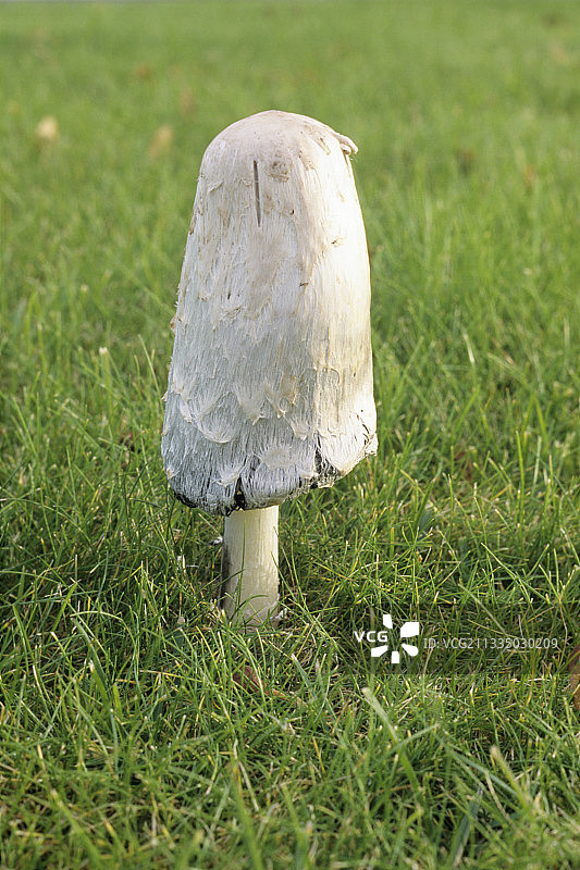 鬼伞菌图片素材