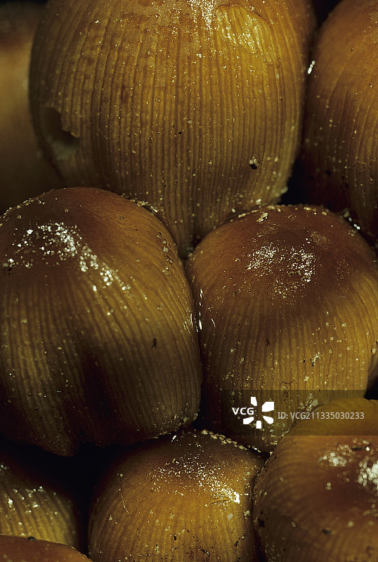 鬼笔鹅膏图片素材