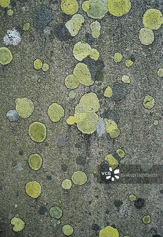 地图地衣图片素材