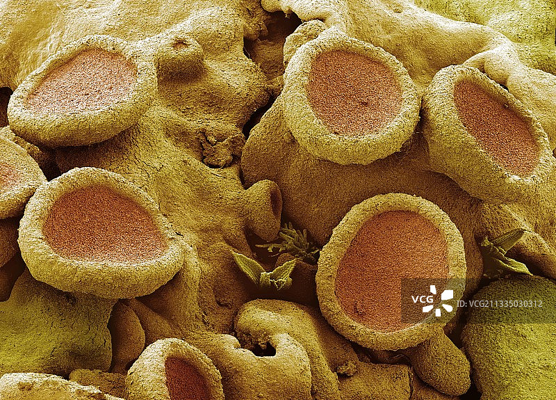 扫描电子显微镜下的地衣图片素材