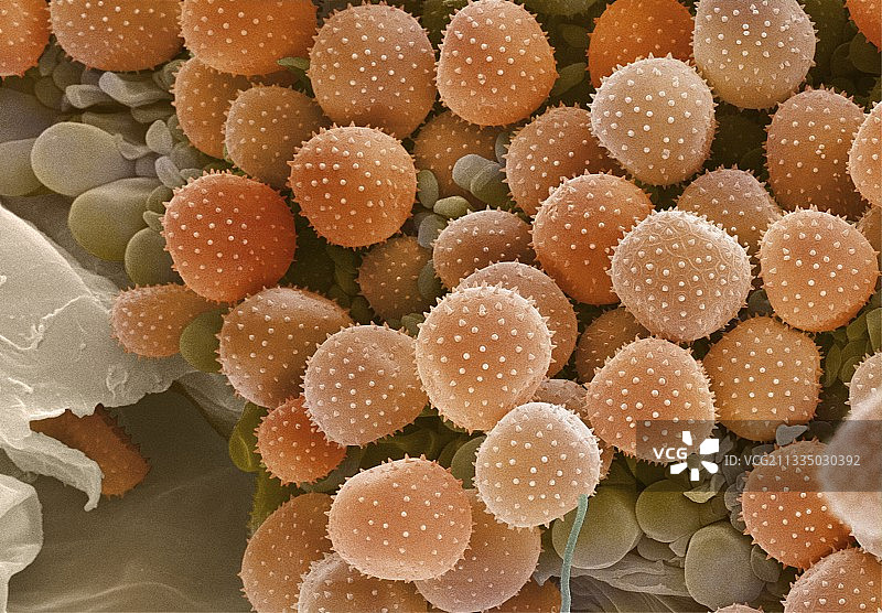 铁锈真菌孢子扫描电镜图图片素材