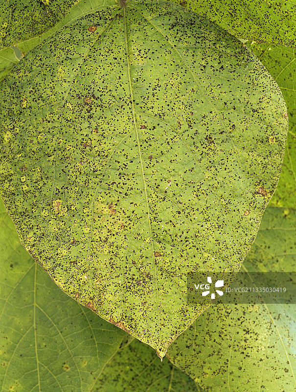 叶片上的菜豆锈病真菌图片素材