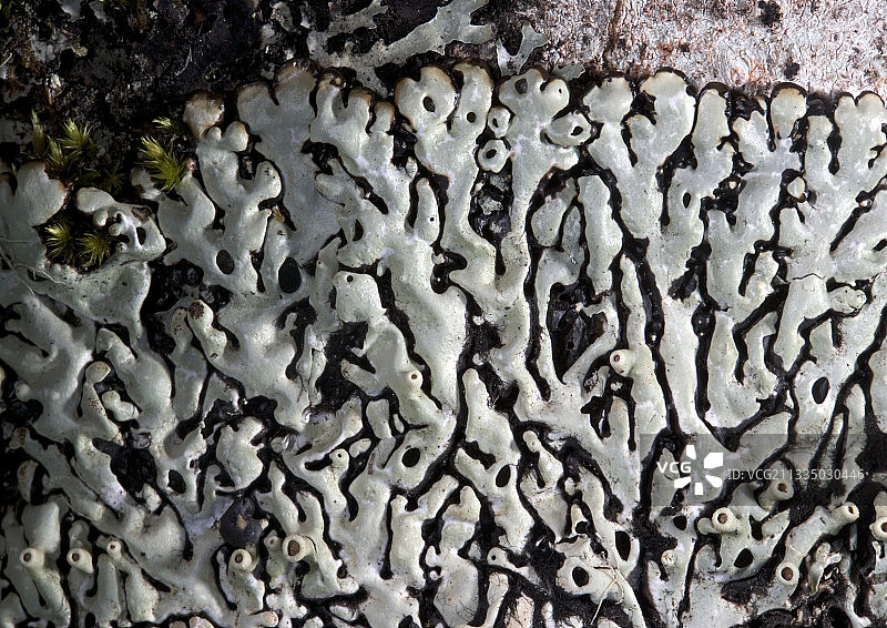 Menegazzia sp.图片素材