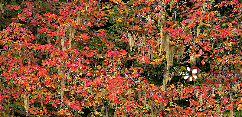 常见的女巫毛发地衣图片素材