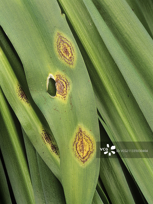 风铃草叶上的铁锈病菌图片素材