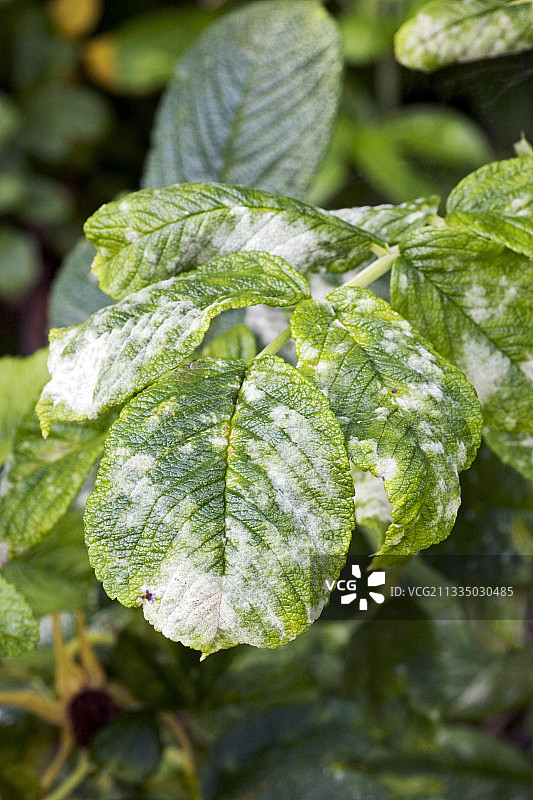 玫瑰白粉病图片素材