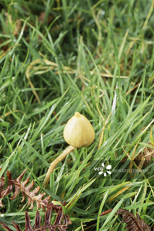 神奇蘑菇图片素材