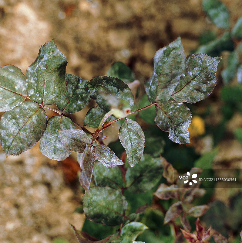 玫瑰白粉病图片素材
