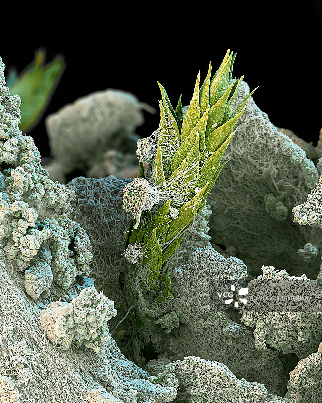 石蕊属地衣SEM图像图片素材