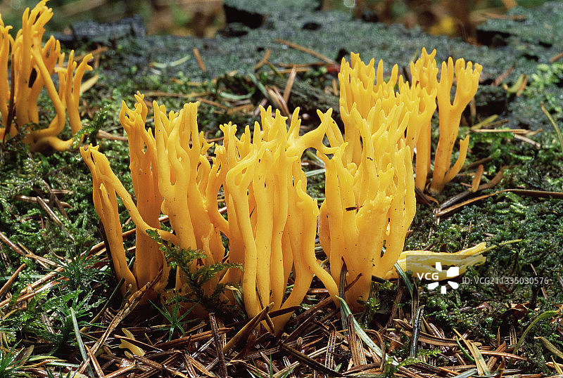 黄色鹿角菌图片素材
