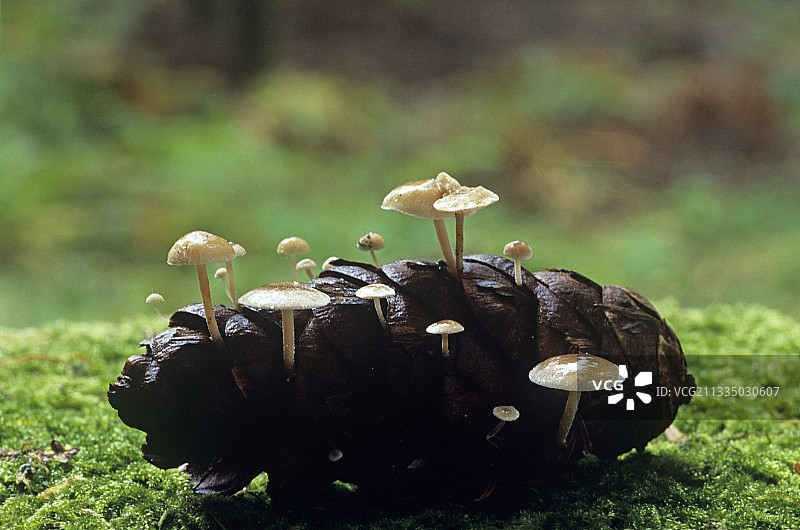 云杉球果伞菌图片素材