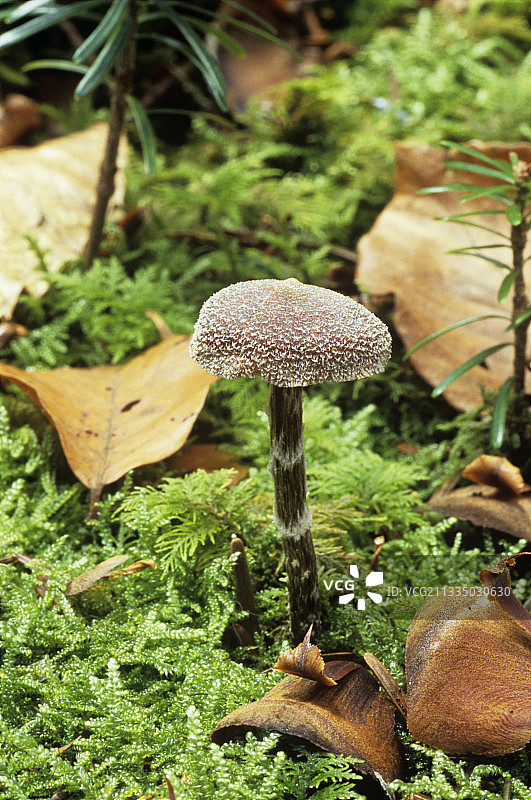 天竺葵网状菌图片素材
