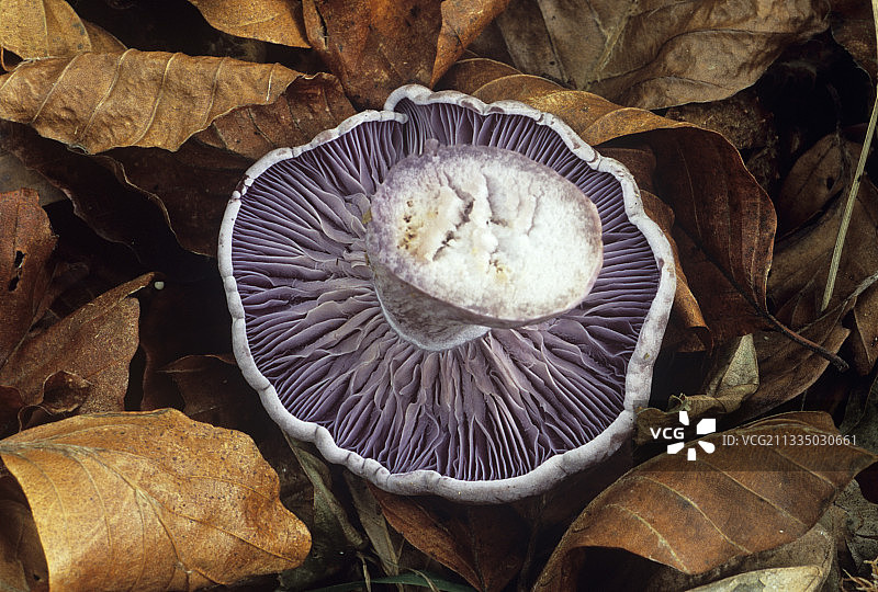 紫丁香蘑菇图片素材