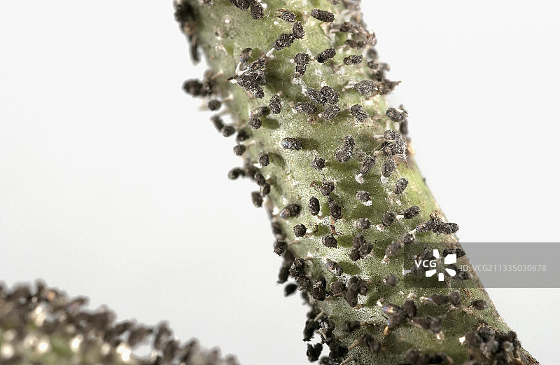 玫瑰上的黏菌图片素材